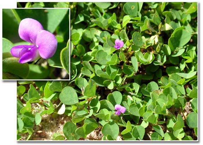 DESMODIUM Illzach