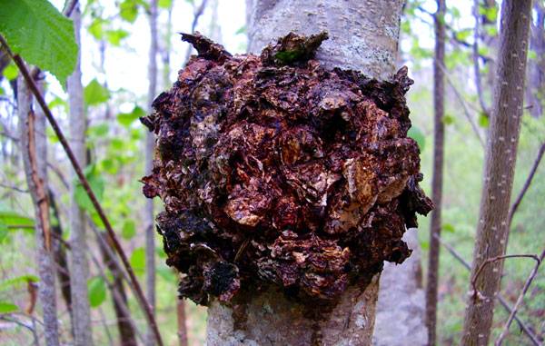 CHAGA Thann