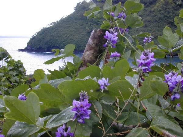 KUDZU | Biodôme KUDZU Wittelsheim
