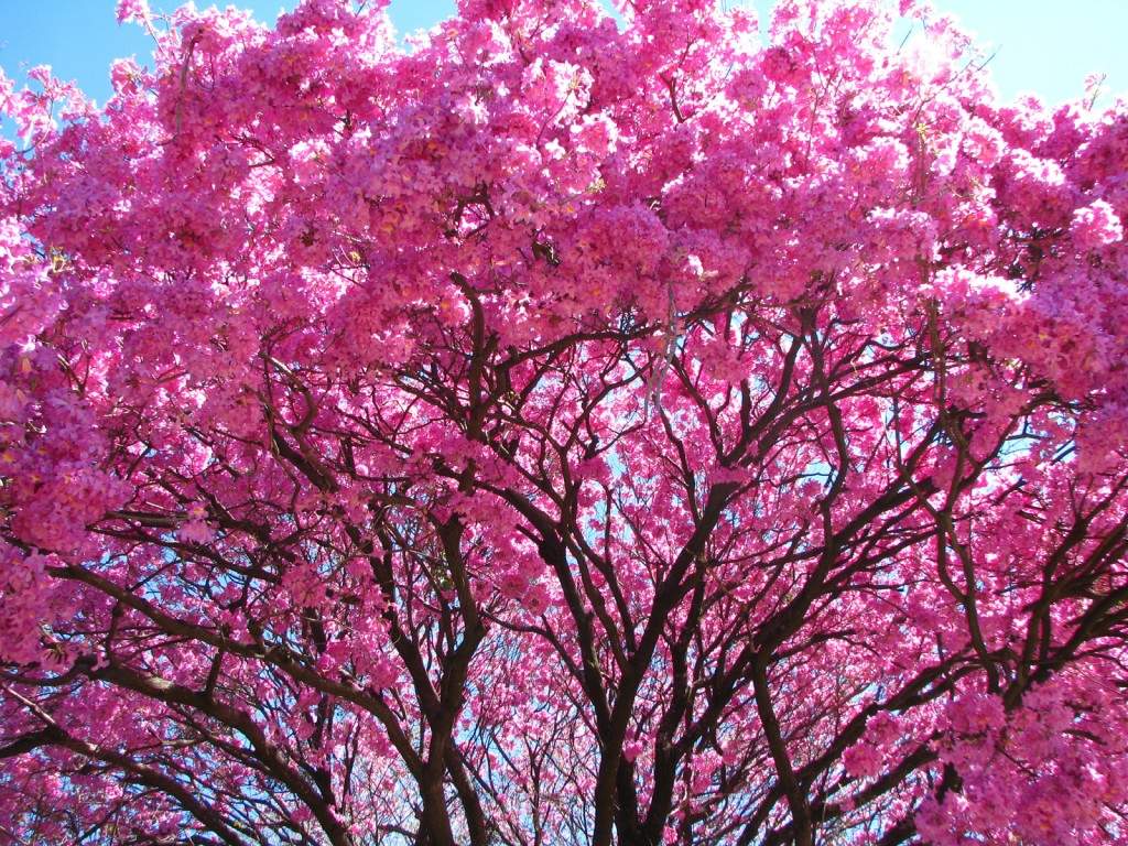 LAPACHO | Biodôme LAPACHO Guebwiller