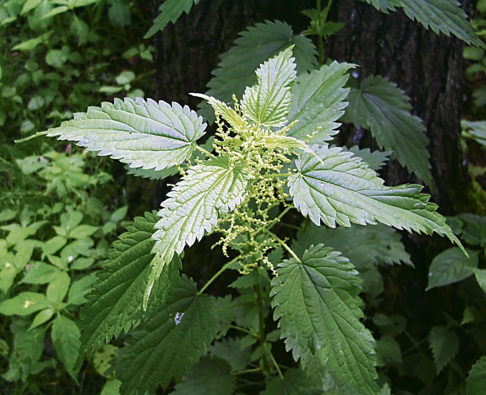 ORTIE | Biodôme ORTIE Wittenheim