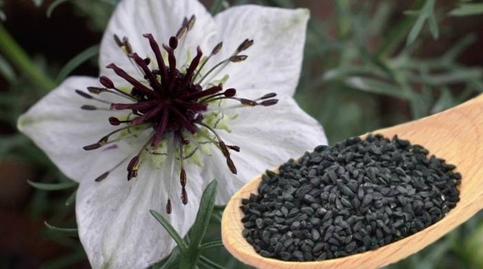 NIGELLE Riedisheim