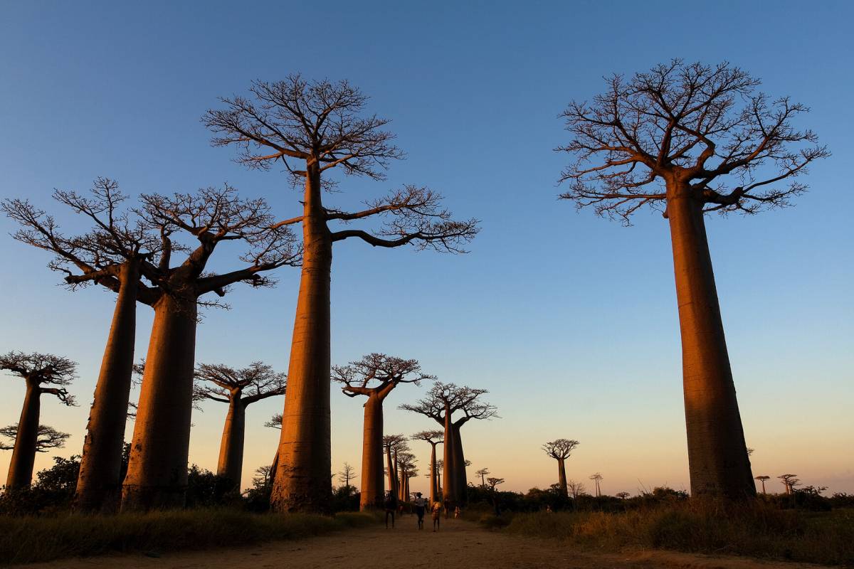 BAOBAB | Biodôme BAOBAB Riedisheim