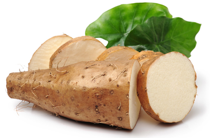 IGNAME | Biodôme IGNAME Cernay