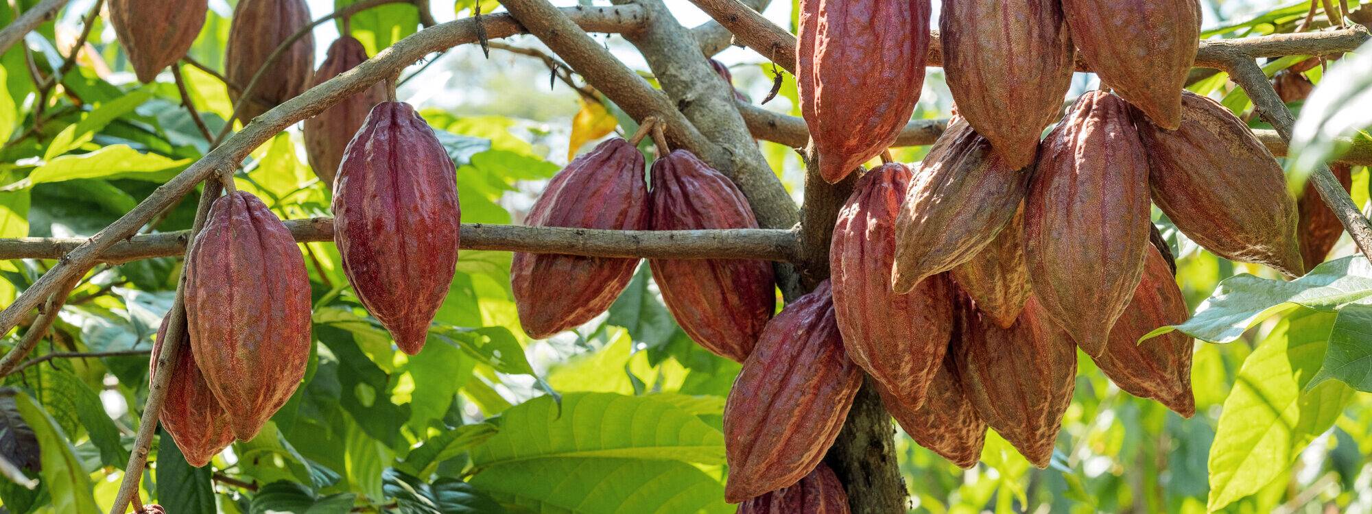 La cérémonie du cacao sacré ! Illzach