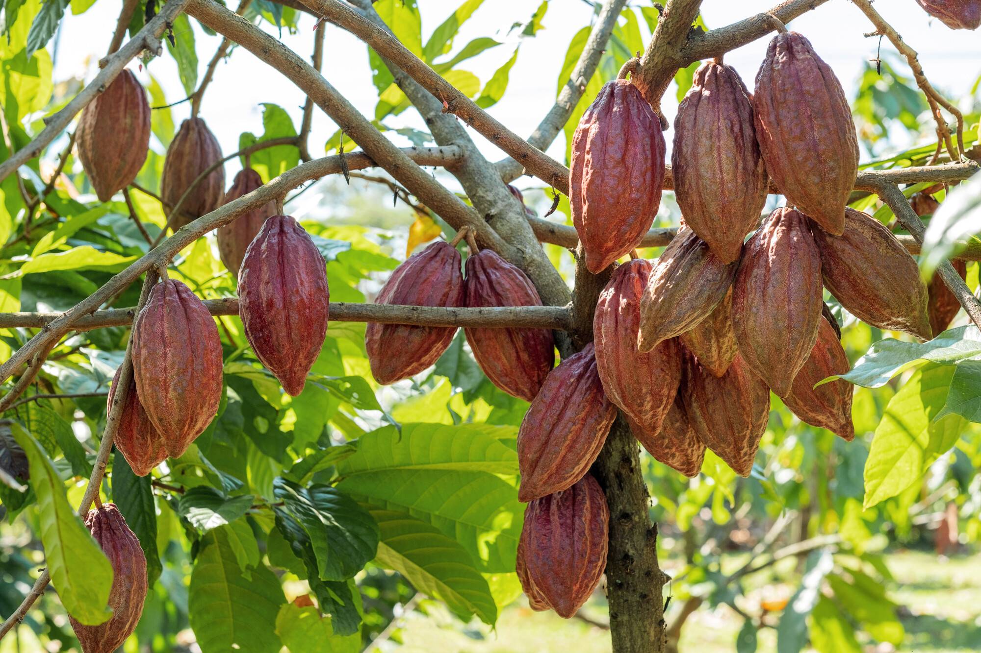 La cérémonie du cacao sacré ! Illzach